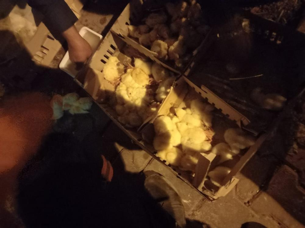 Çöpe atılan civcivleri mahalleli sahiplendi - Resim : 7