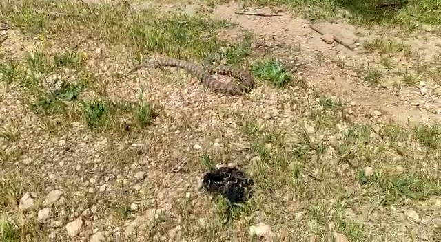 Bahçeye çıkan kadın göz göze geldi. Çığlığı bastı - Resim : 1