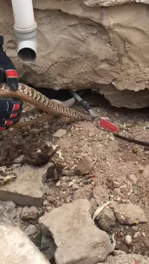 Bahçeye çıkan kadın göz göze geldi. Çığlığı bastı - Resim : 2