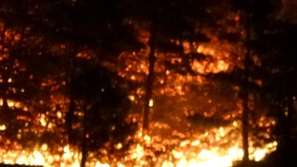 Çanakkale ormanları kül oldu - Resim : 3