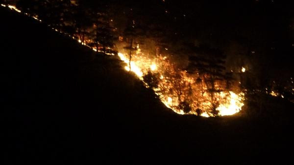 Çanakkale ormanları kül oldu - Resim : 4