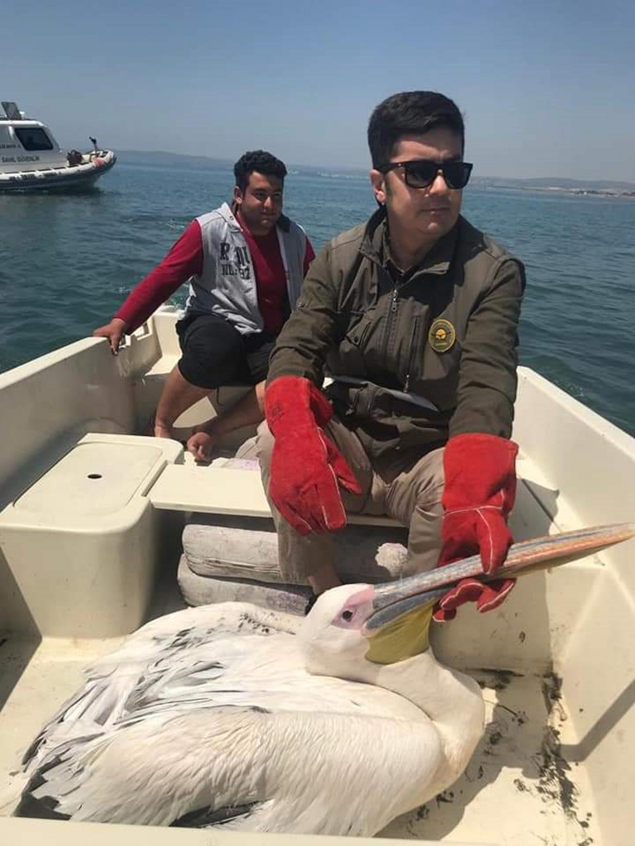 Yaralı pelikan tedaviye alındı - Resim : 1