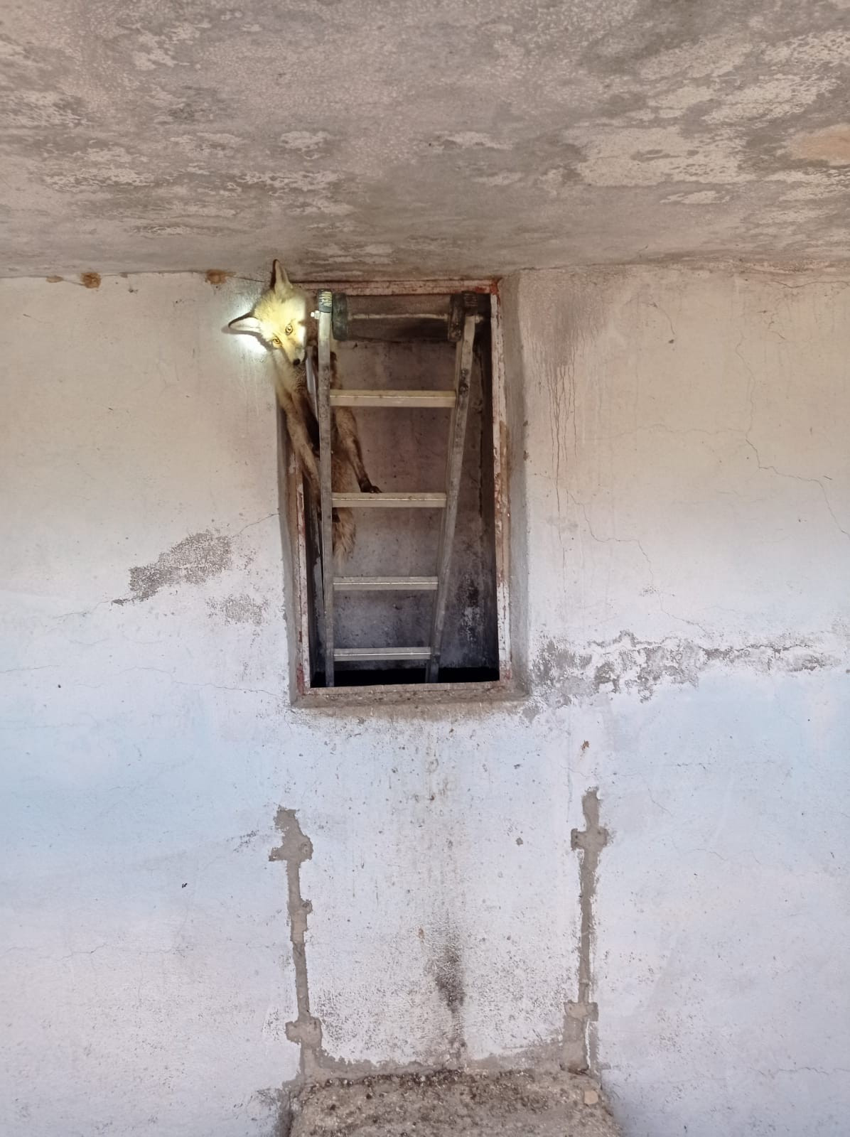 Su deposunda mahsur kalan tilki kurtarıldı - Resim : 2