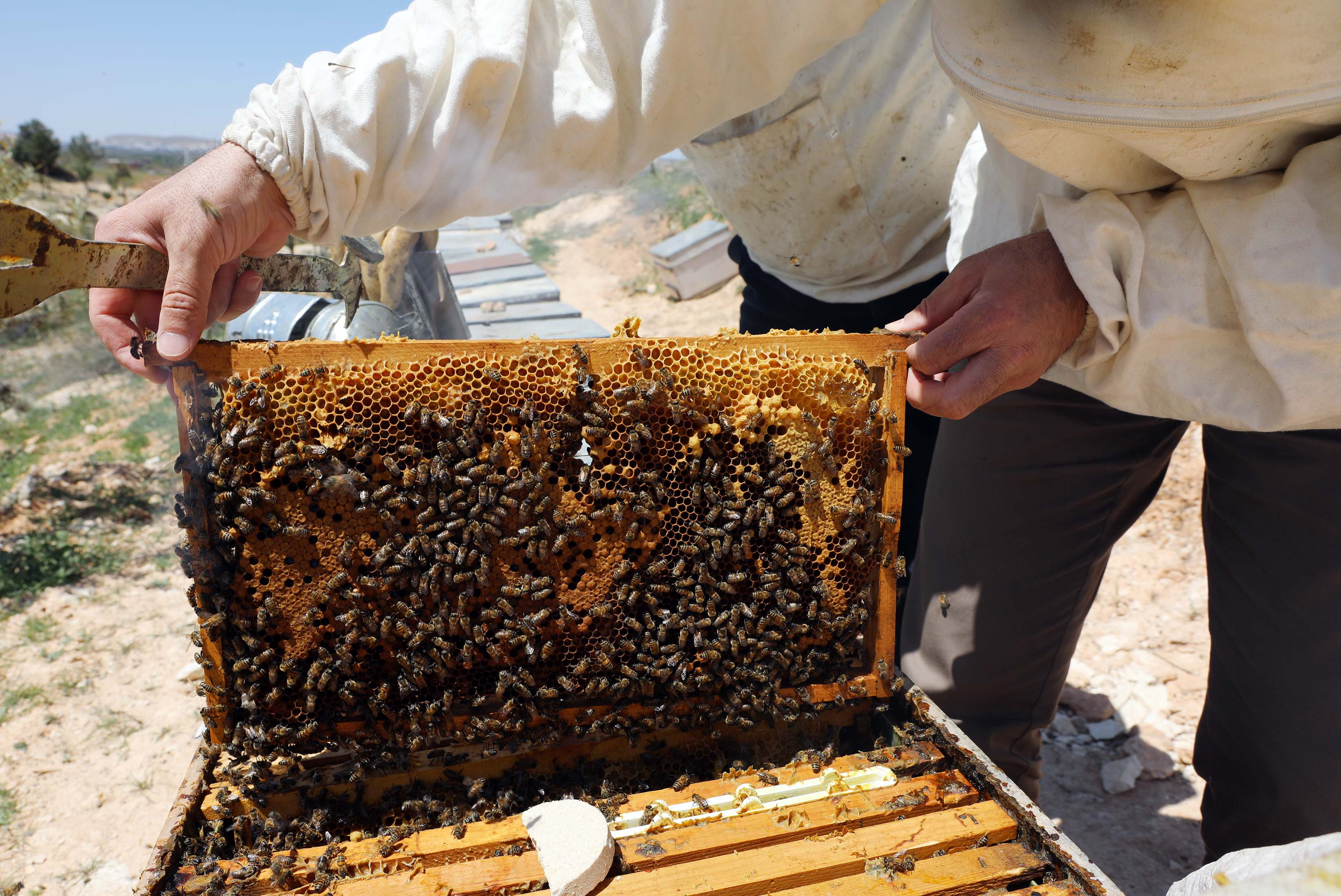 Arıcıların coğrafi işaret alan 'zahter balı' mesaisi - Resim : 1