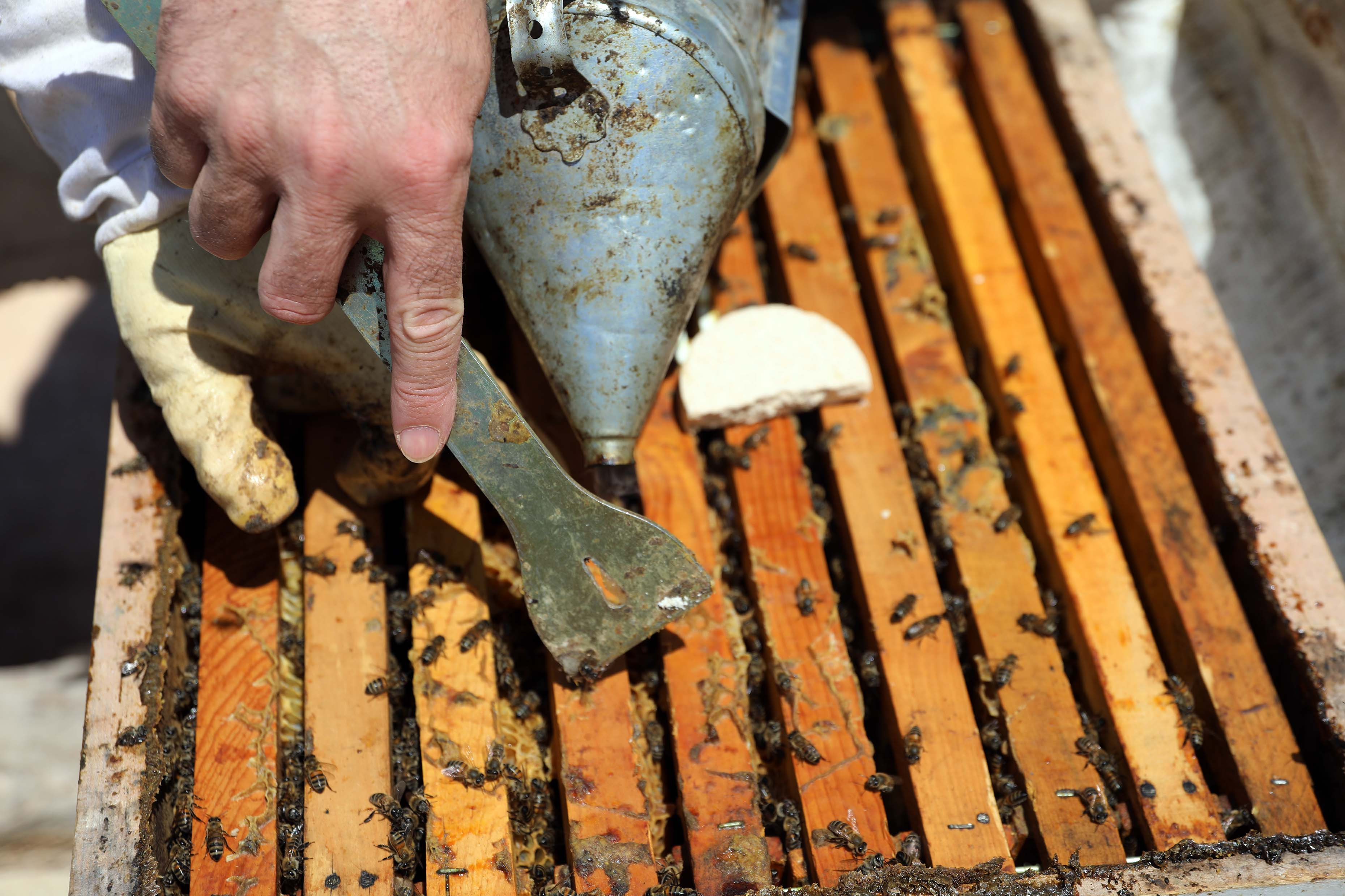 Arıcıların coğrafi işaret alan 'zahter balı' mesaisi - Resim : 17