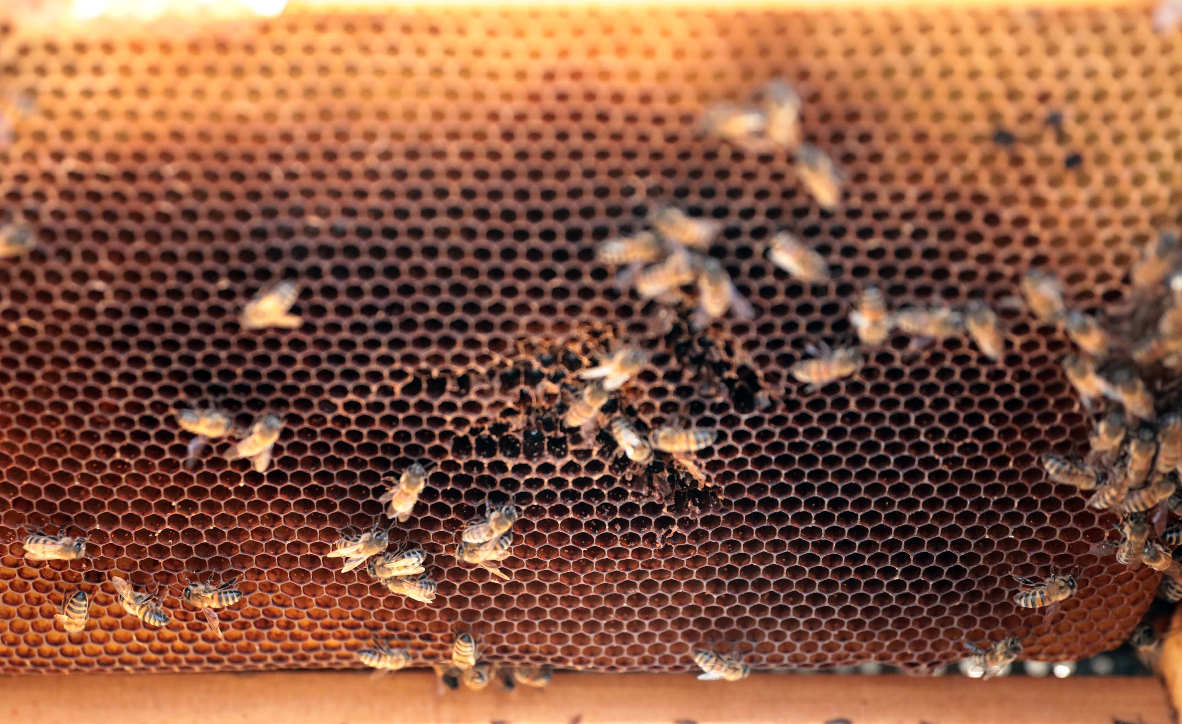 Arıcıların coğrafi işaret alan 'zahter balı' mesaisi - Resim : 13