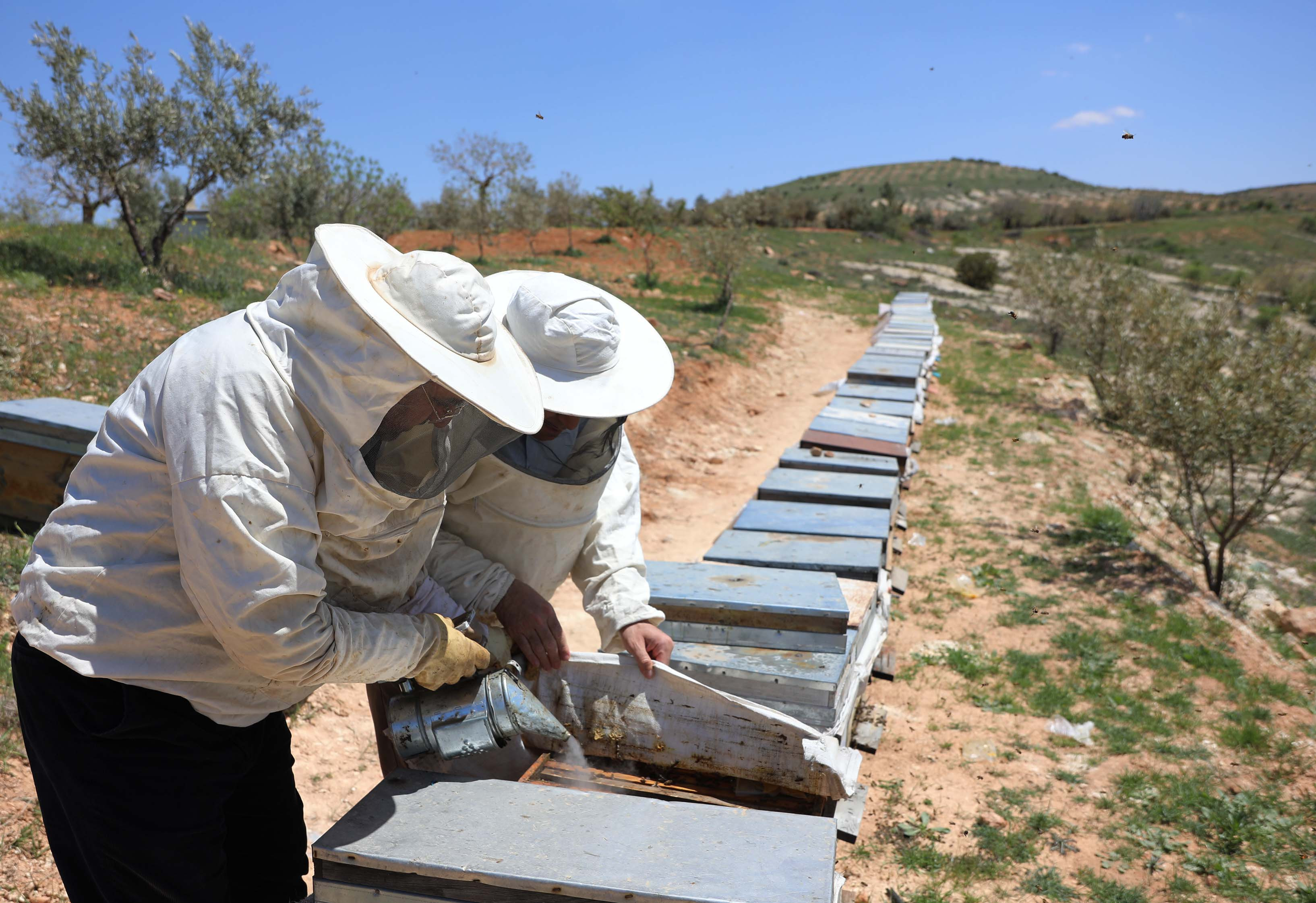 Arıcıların coğrafi işaret alan 'zahter balı' mesaisi - Resim : 3