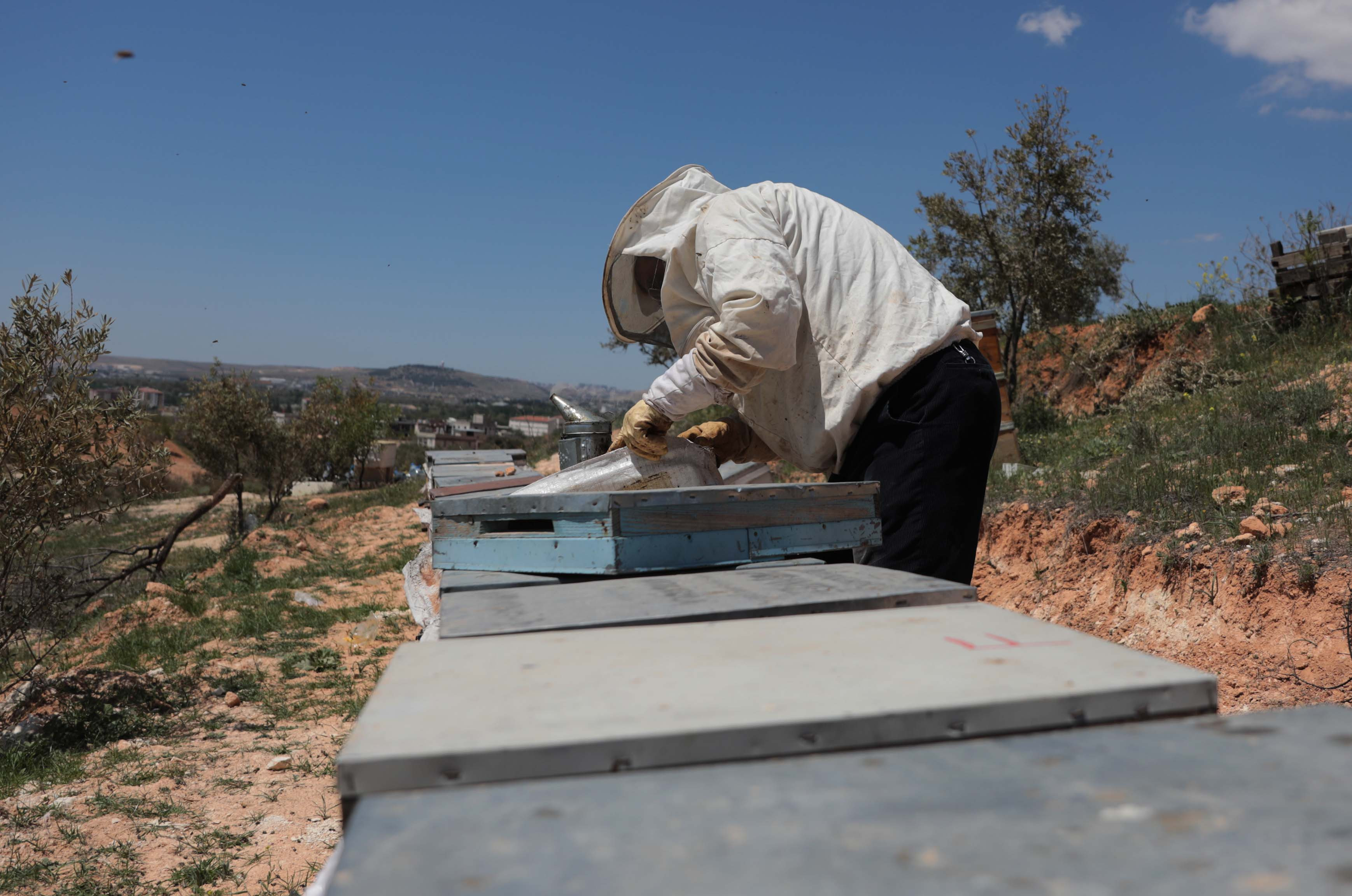 Arıcıların coğrafi işaret alan 'zahter balı' mesaisi - Resim : 5