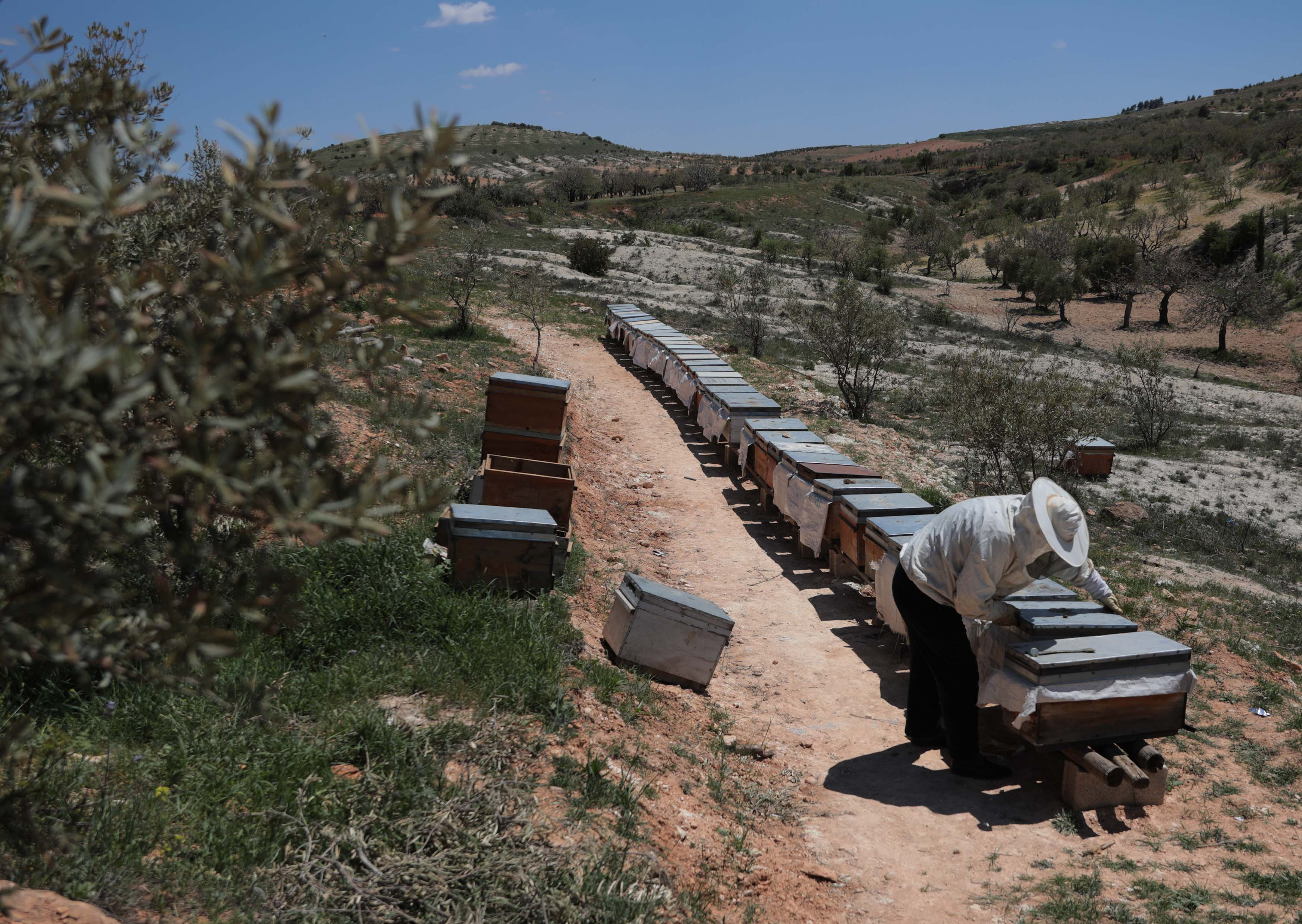 Arıcıların coğrafi işaret alan 'zahter balı' mesaisi - Resim : 6