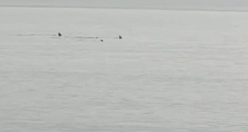 Türkiye'nin sahilinde köpekbalıkları görüntülendi - Resim : 1