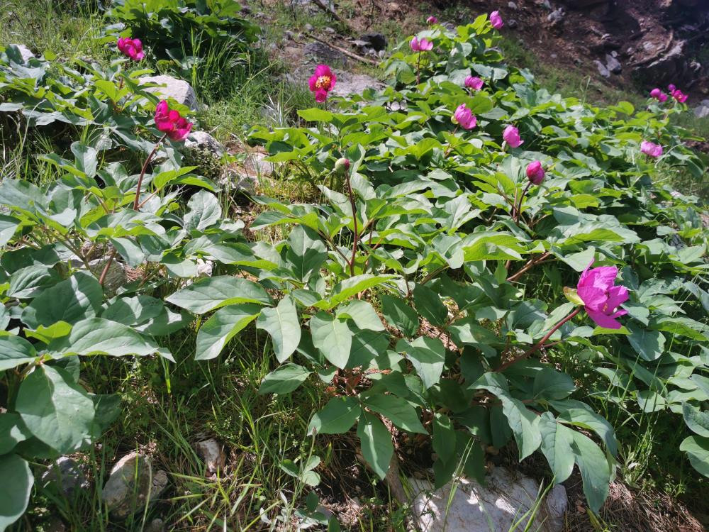 Dünyanın en pahalı çiçeği - Resim : 2