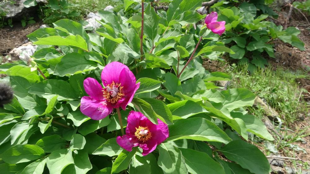 Dünyanın en pahalı çiçeği - Resim : 5