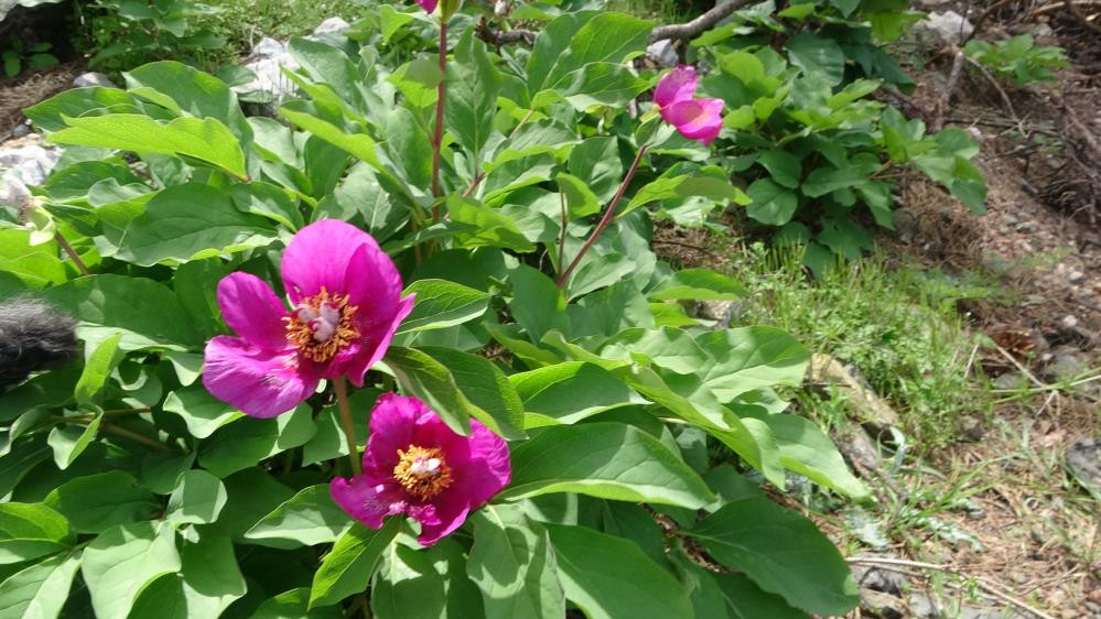 Dünyanın en pahalı çiçeği - Resim : 6