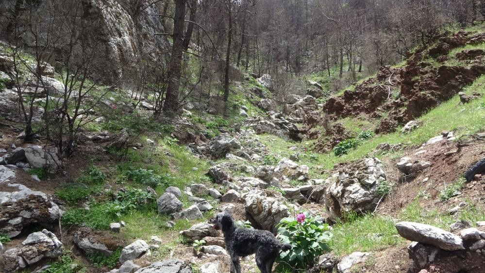 Dünyanın en pahalı çiçeği - Resim : 7