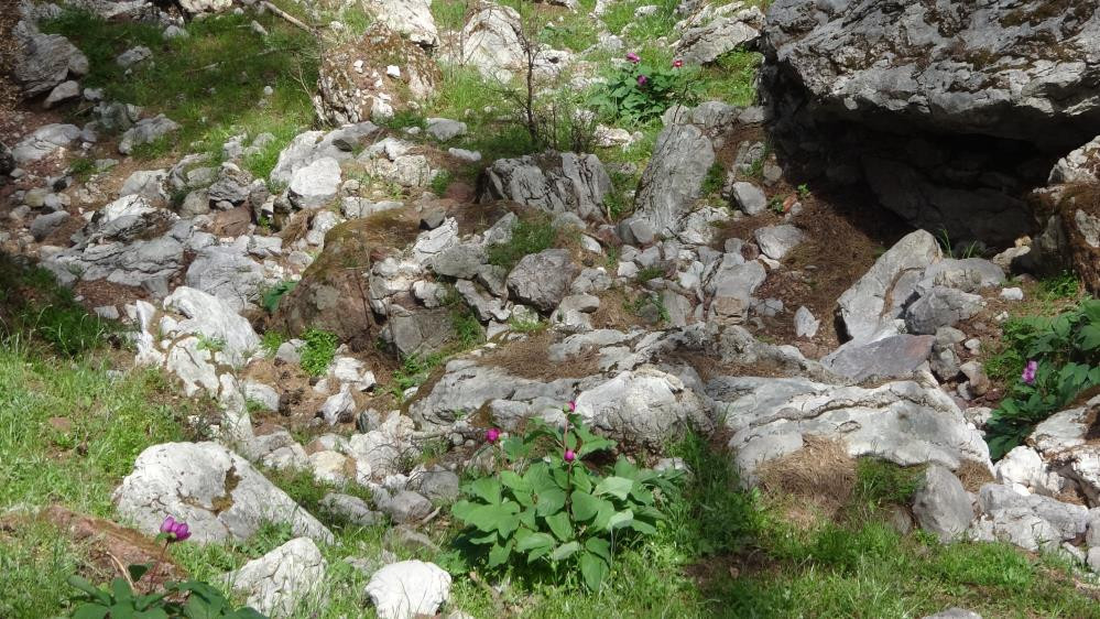 Dünyanın en pahalı çiçeği - Resim : 8