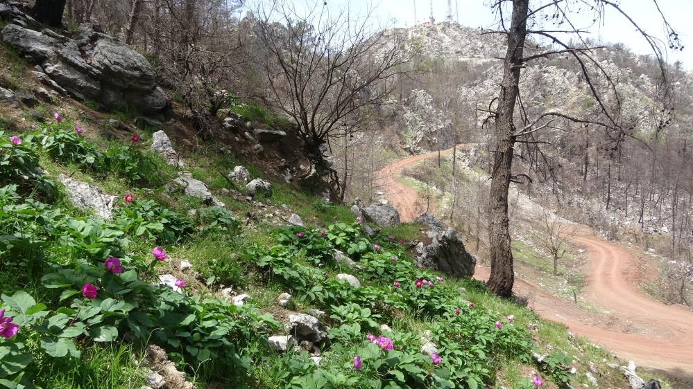 Dünyanın en pahalı çiçeği - Resim : 9