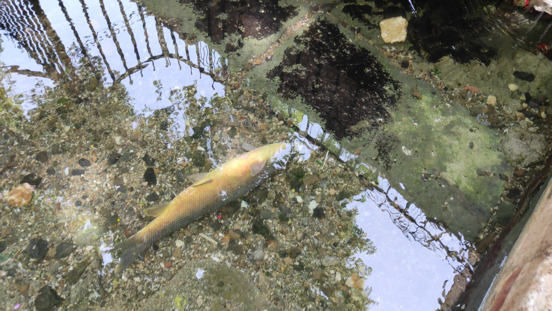 Balıklıgöl'de korkutan manzara. Birer birer ölüyorlar - Resim : 1