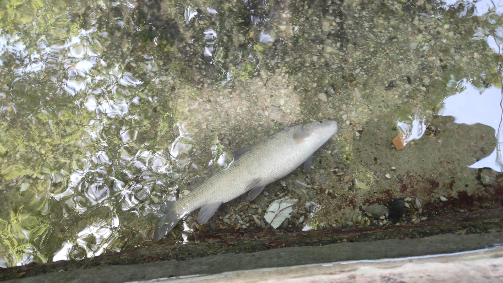 Balıklıgöl'de korkutan manzara. Birer birer ölüyorlar - Resim : 2