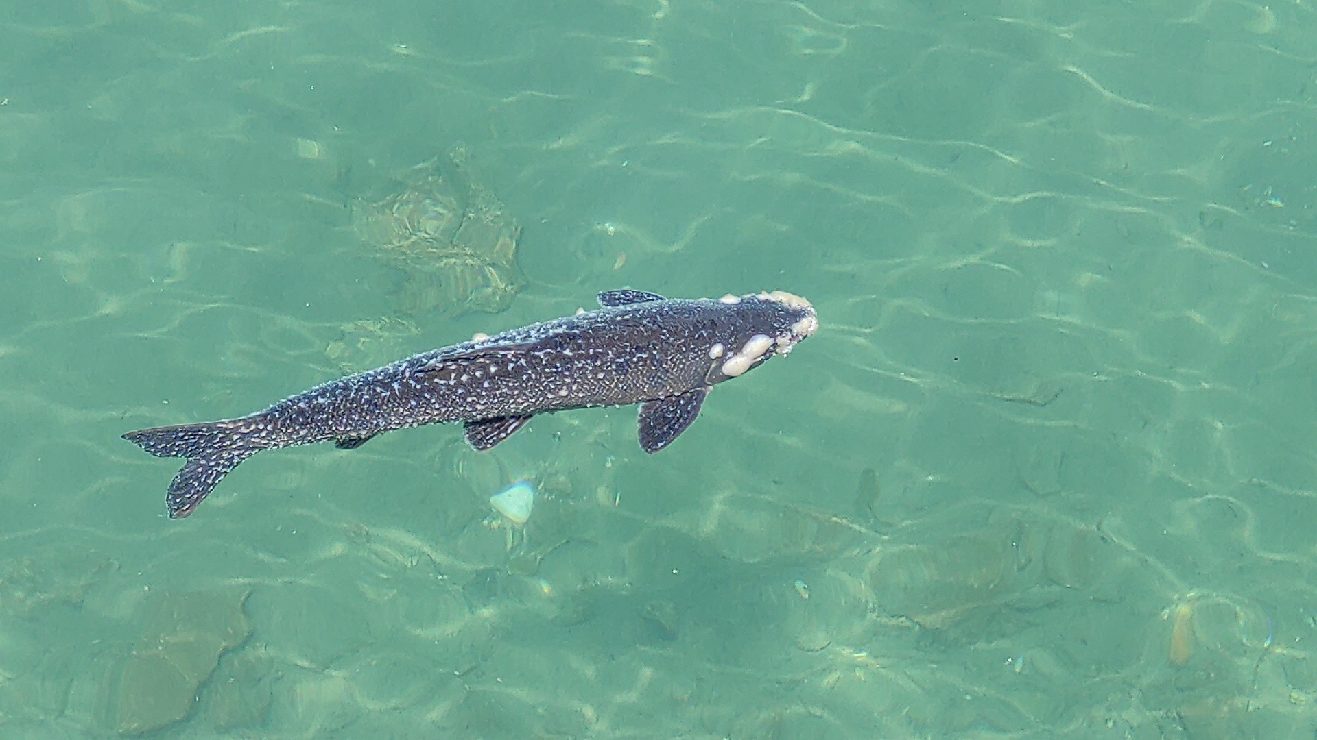 Balıklıgöl'de korkutan manzara. Birer birer ölüyorlar - Resim : 3