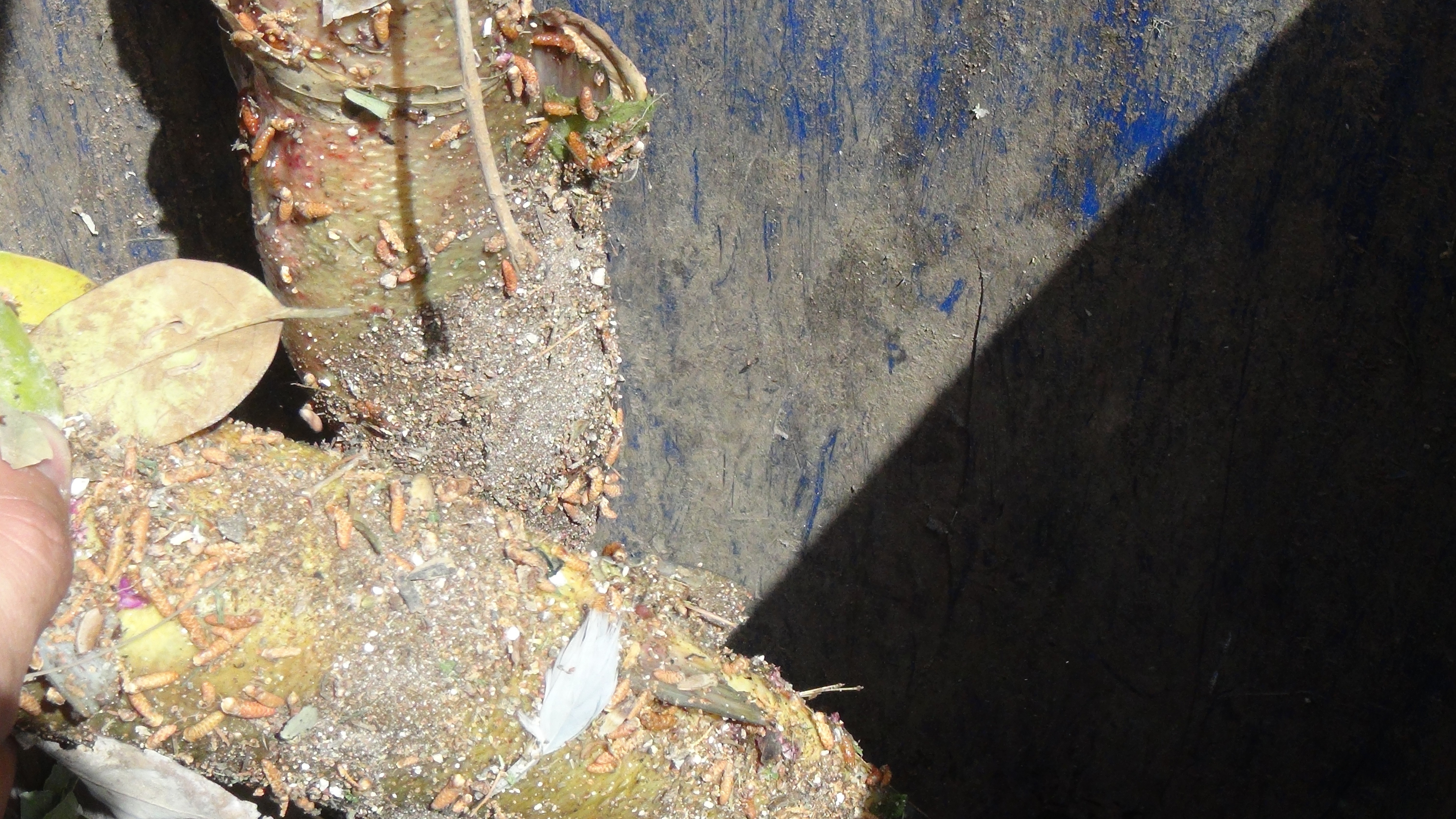 Balıklıgöl'de korkutan manzara. Birer birer ölüyorlar - Resim : 7