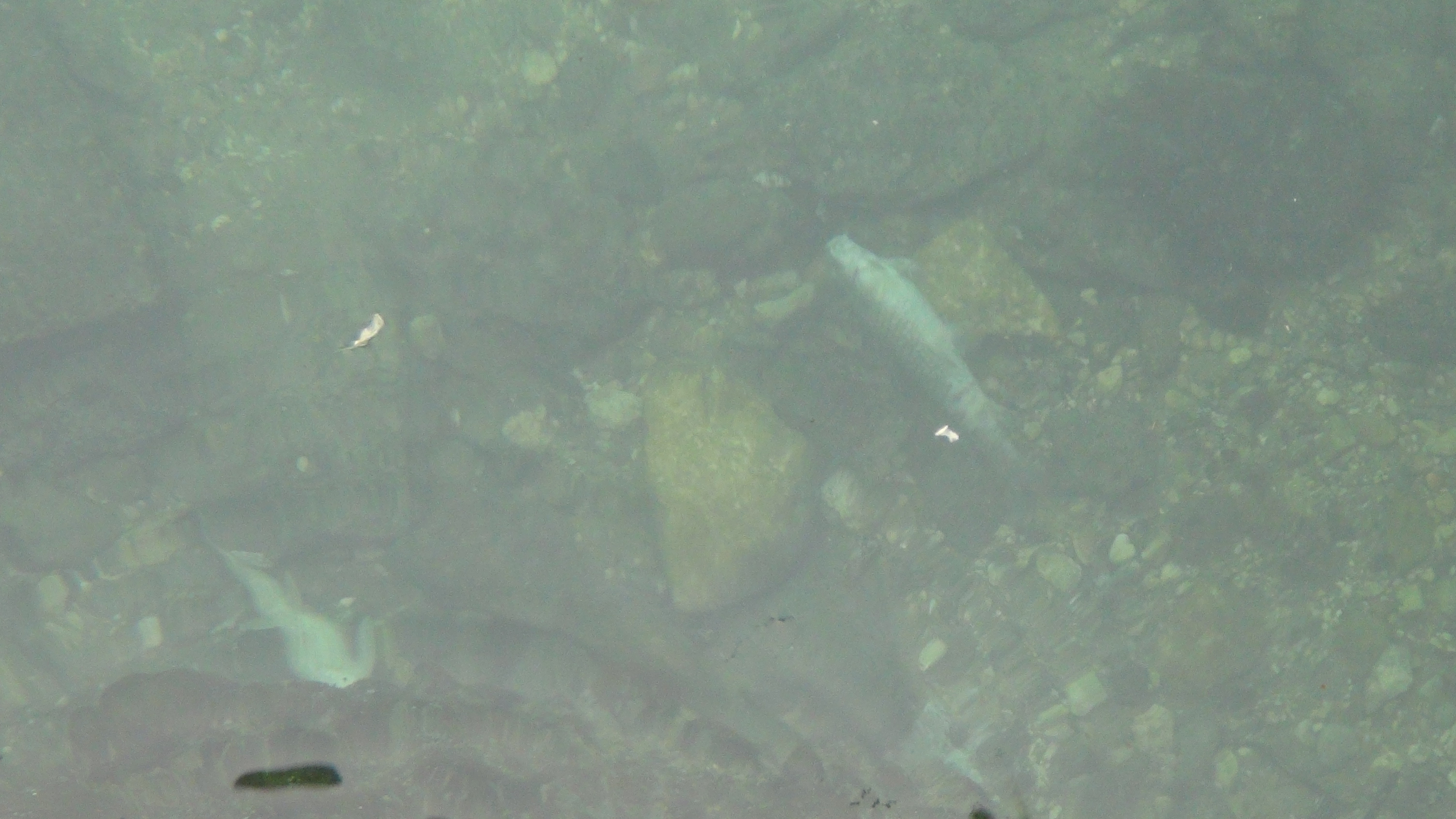 Balıklıgöl'de korkutan manzara. Birer birer ölüyorlar - Resim : 9