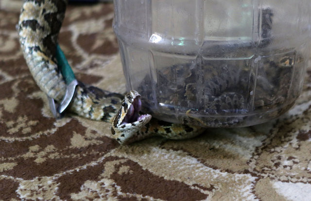 33 yıldır bu evine misafir gelemiyor. Beslediği hayvanlar korku saçıyor - Resim : 6