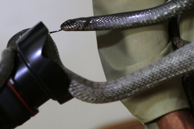 33 yıldır bu evine misafir gelemiyor. Beslediği hayvanlar korku saçıyor - Resim : 7