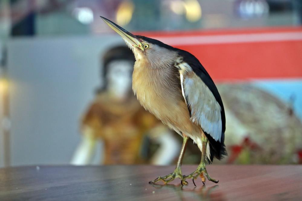 Bahçeye çıkınca göz göze geldi. Hemen kafese koydu - Resim : 2