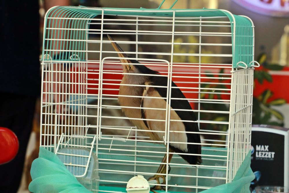 Bahçeye çıkınca göz göze geldi. Hemen kafese koydu - Resim : 5