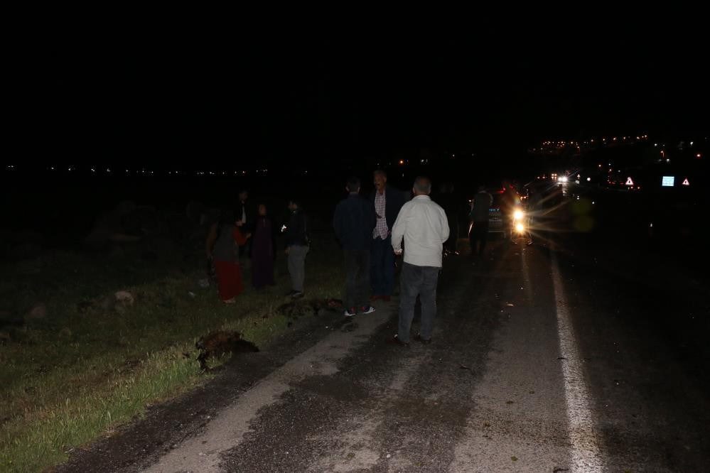 Koyun sürüsüne tanker daldı. Sonuç korkunç - Resim : 5