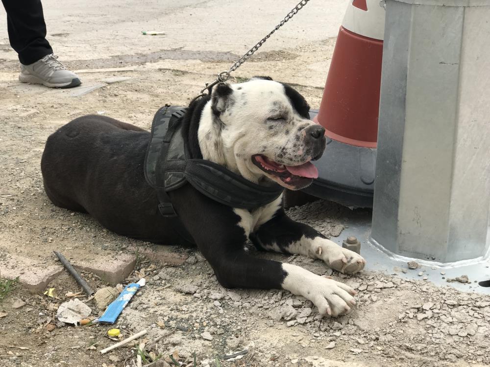 Pitbull operasyonu, cezalar peş peşe geldi - Resim : 1