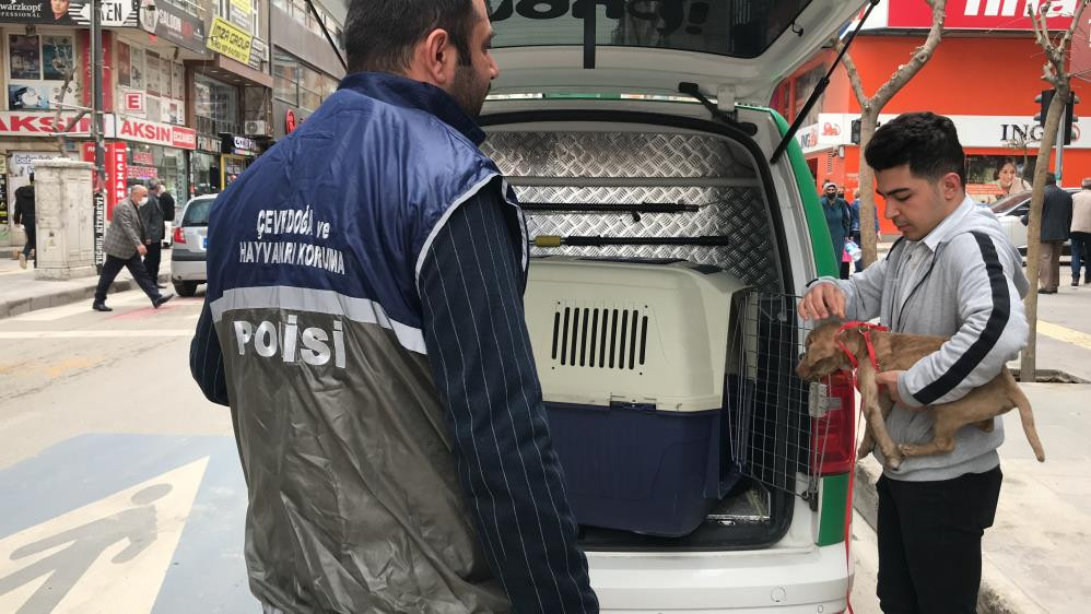 Pitbull operasyonu, cezalar peş peşe geldi - Resim : 2