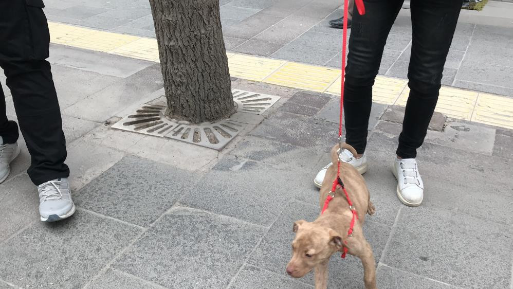 Pitbull operasyonu, cezalar peş peşe geldi - Resim : 3