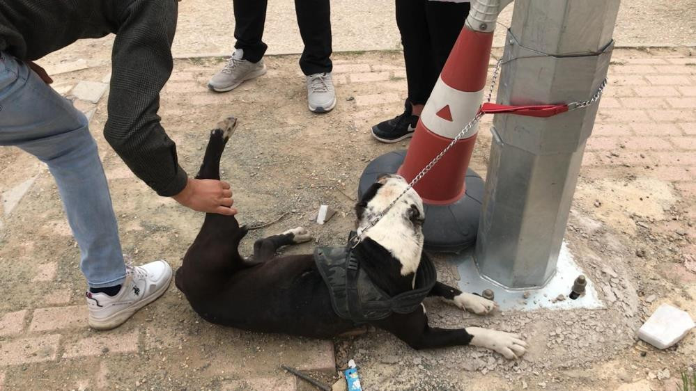 Pitbull operasyonu, cezalar peş peşe geldi - Resim : 6