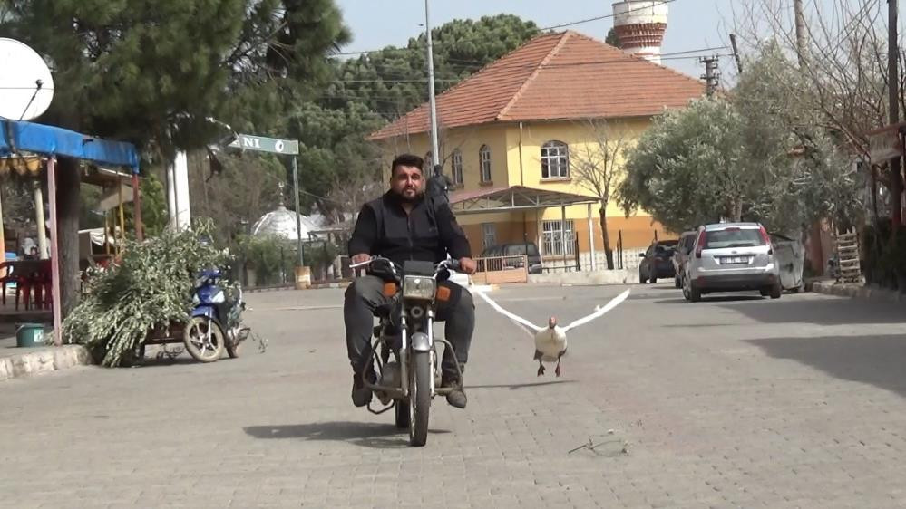 Yetişemeyince uçarak takip ediyor - Resim : 2