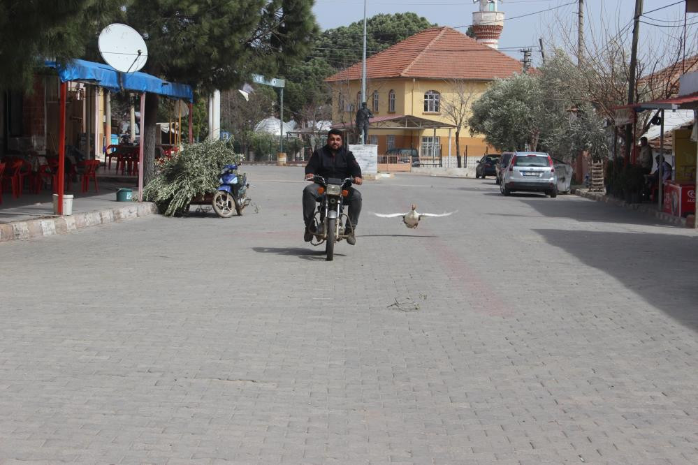 Yetişemeyince uçarak takip ediyor - Resim : 3