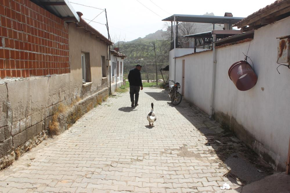 Yetişemeyince uçarak takip ediyor - Resim : 5