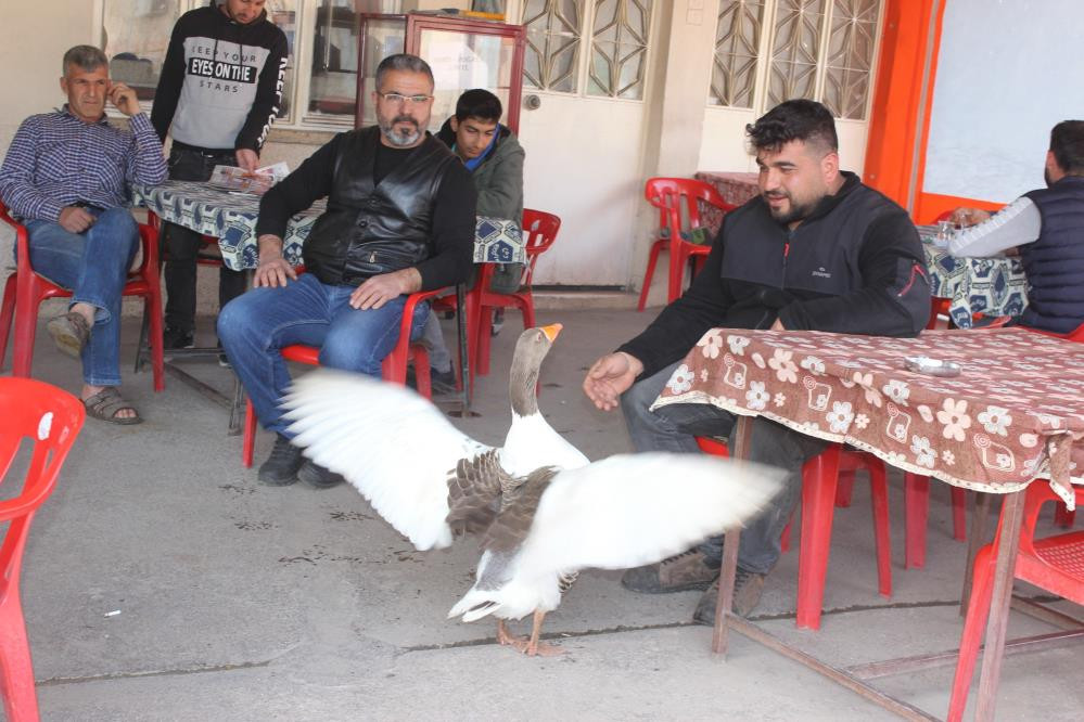 Yetişemeyince uçarak takip ediyor - Resim : 6