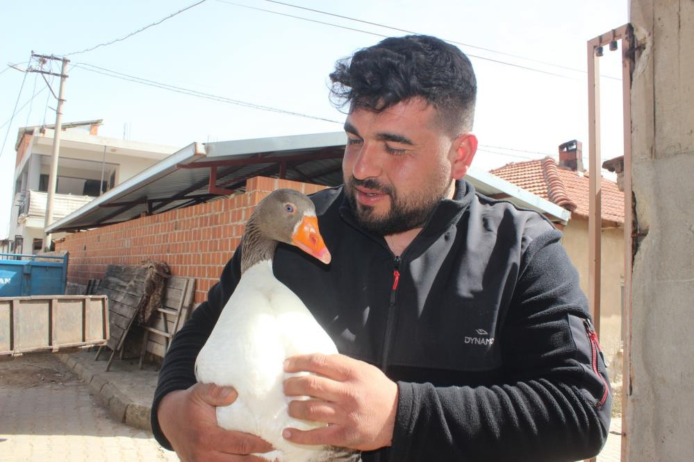 Yetişemeyince uçarak takip ediyor - Resim : 7