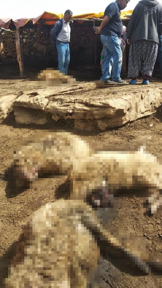 Azgın kurtlar koyunları parçaladı. 3 aile ölüm kederi yaptı - Resim : 1
