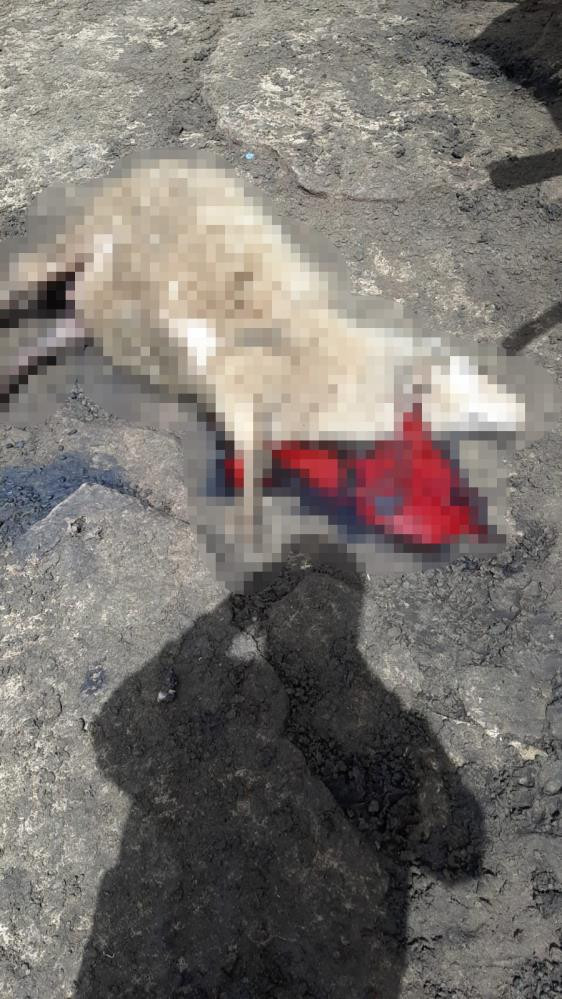 Azgın kurtlar koyunları parçaladı. 3 aile ölüm kederi yaptı - Resim : 2