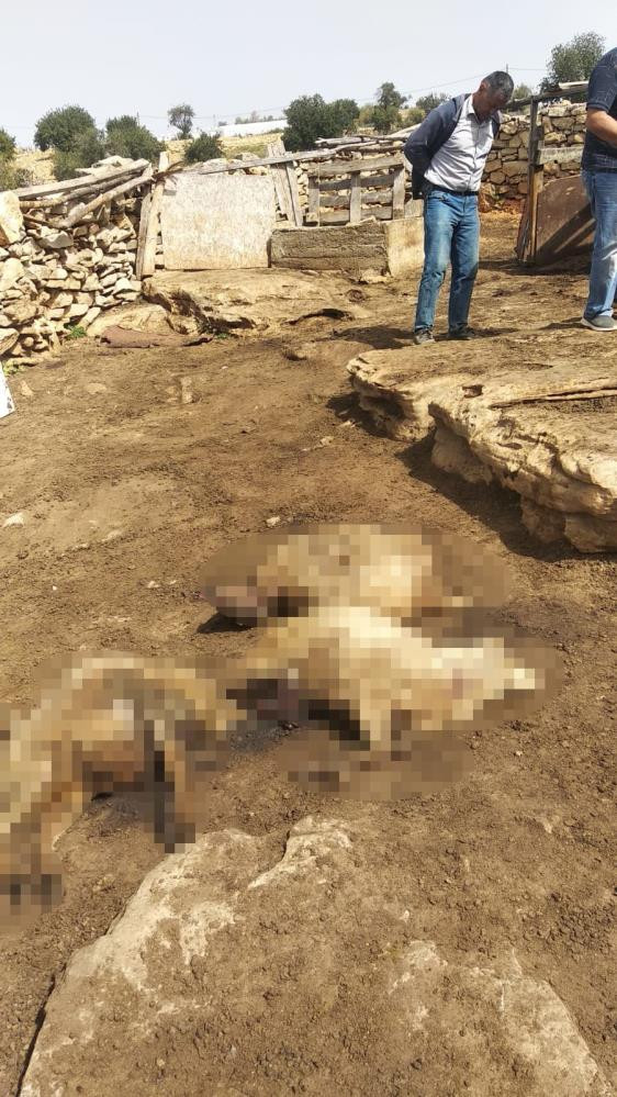 Azgın kurtlar koyunları parçaladı. 3 aile ölüm kederi yaptı - Resim : 4
