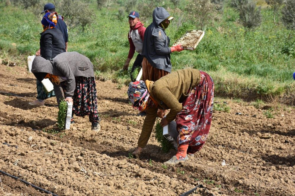 Domates dikimi başladı - Resim : 1