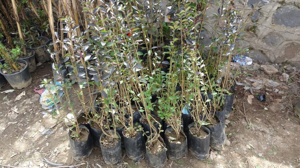 Baharın müjdecisi fidanların satışı başladı - Resim : 2