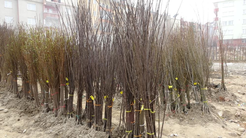 Baharın müjdecisi fidanların satışı başladı - Resim : 5