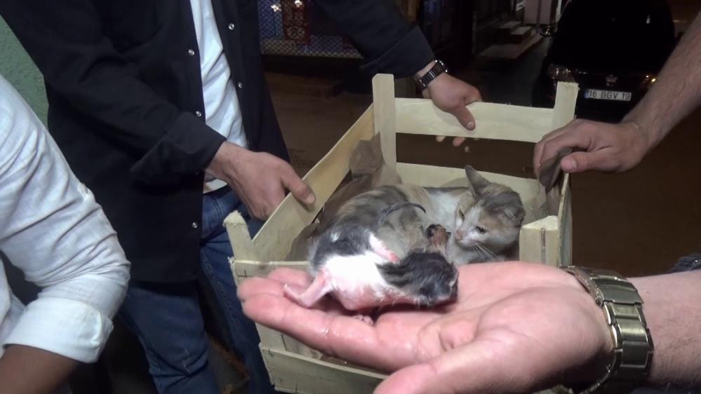 Yok böyle bir olay. Okey masasında doğum - Resim : 3