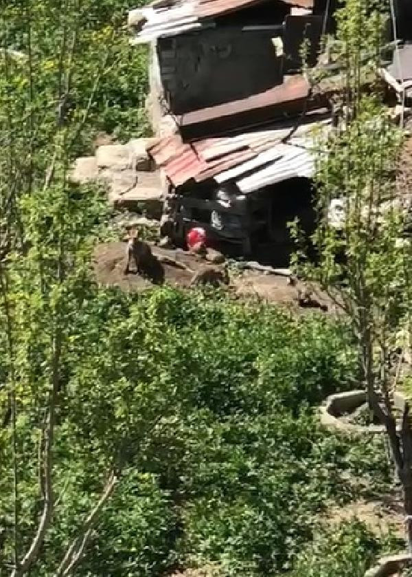 Hamile tilki odunlukta anne oldu - Resim : 2