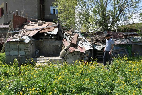 Hamile tilki odunlukta anne oldu - Resim : 3