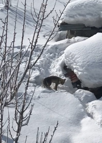 Odunluklarına giren tilkinin 5 yavrusu oldu - Resim : 1