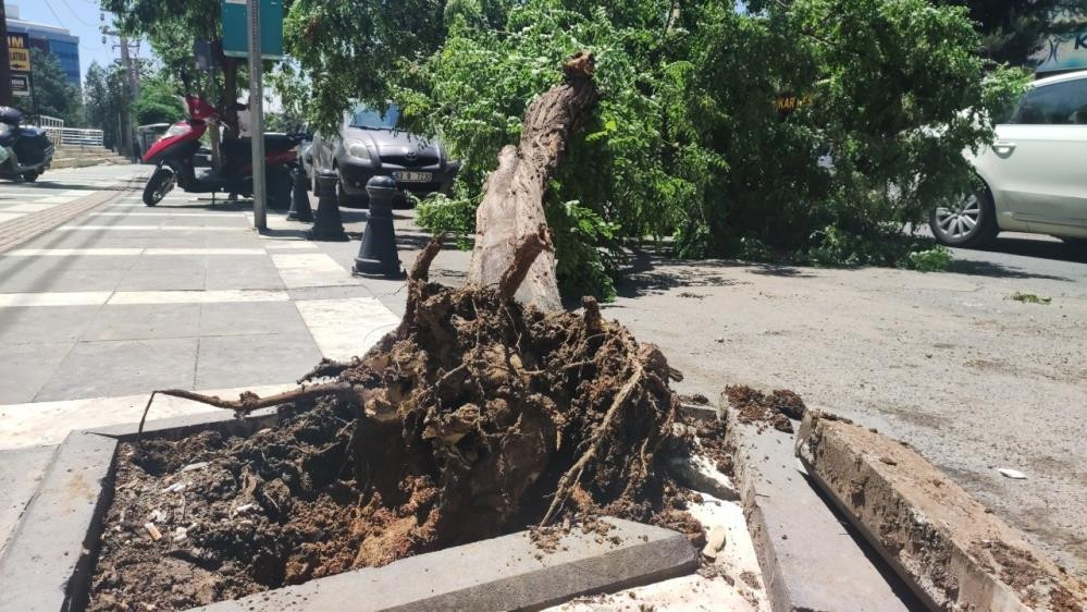 Fırtına ağaçları devirdi - Resim : 1